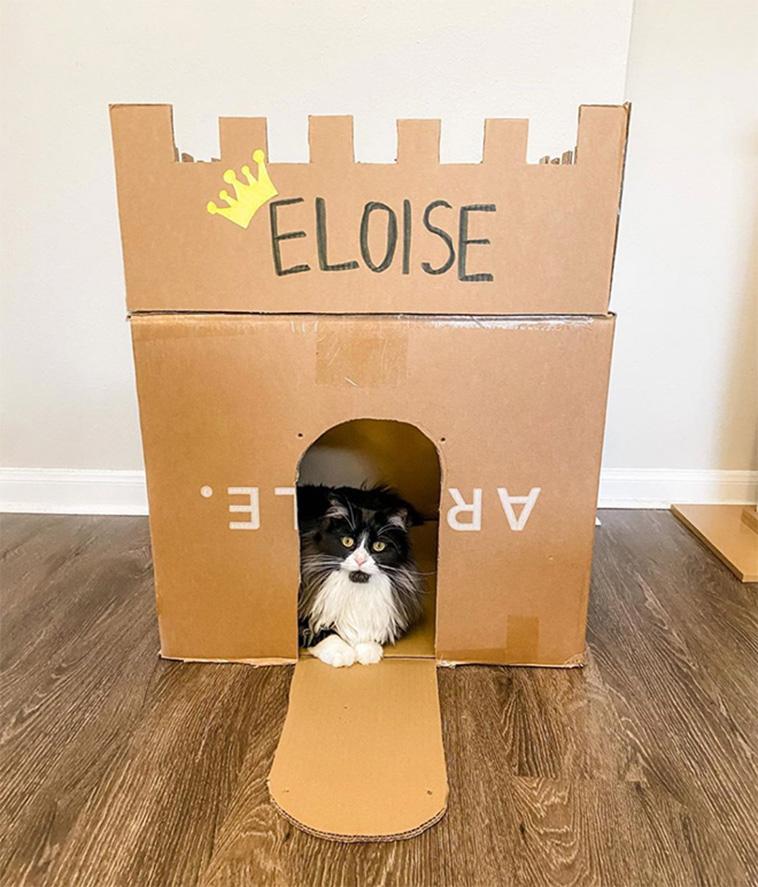 cardboard cat forts