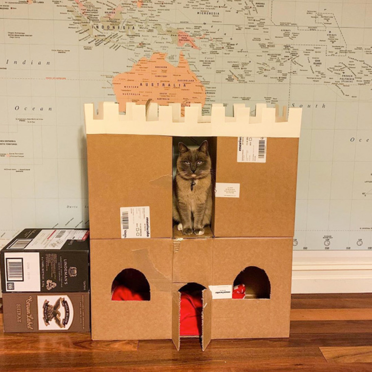 cardboard cat forts