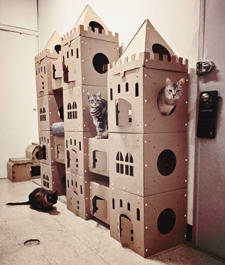 cardboard cat forts