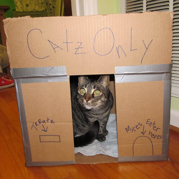 cardboard cat forts