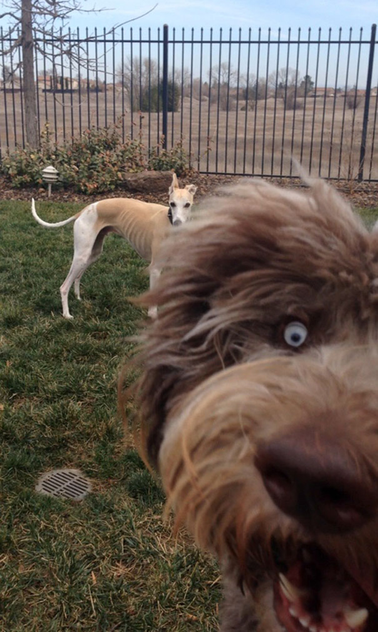 funny dog photobombs