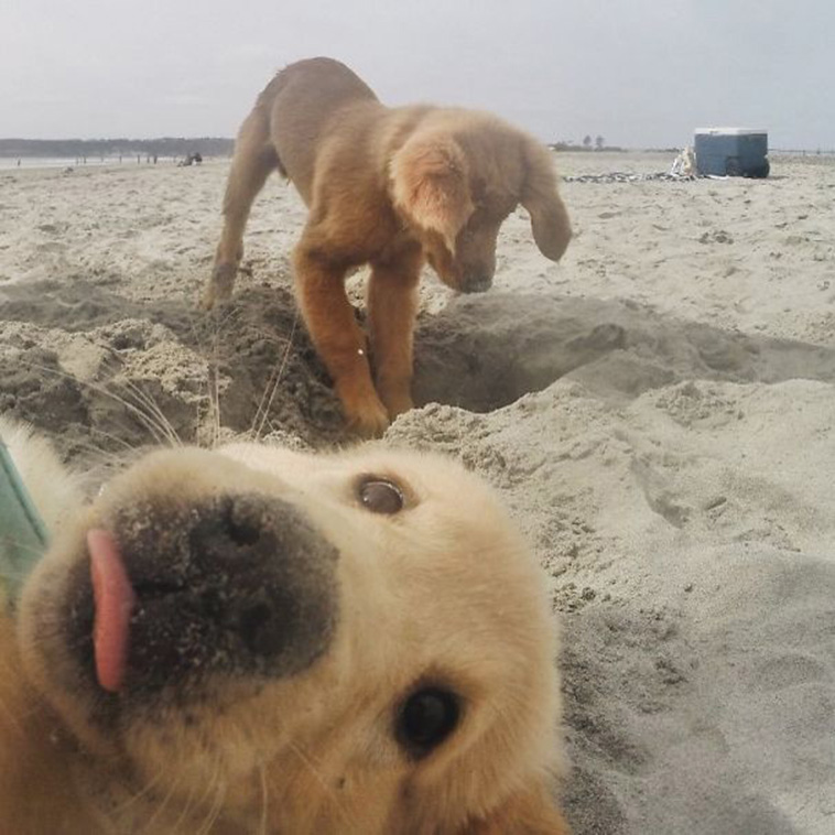 dogs photobombing