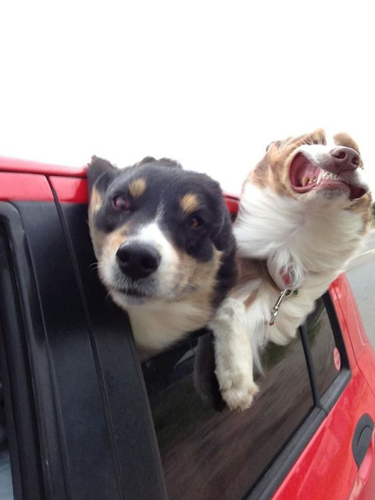 dogs photobombing