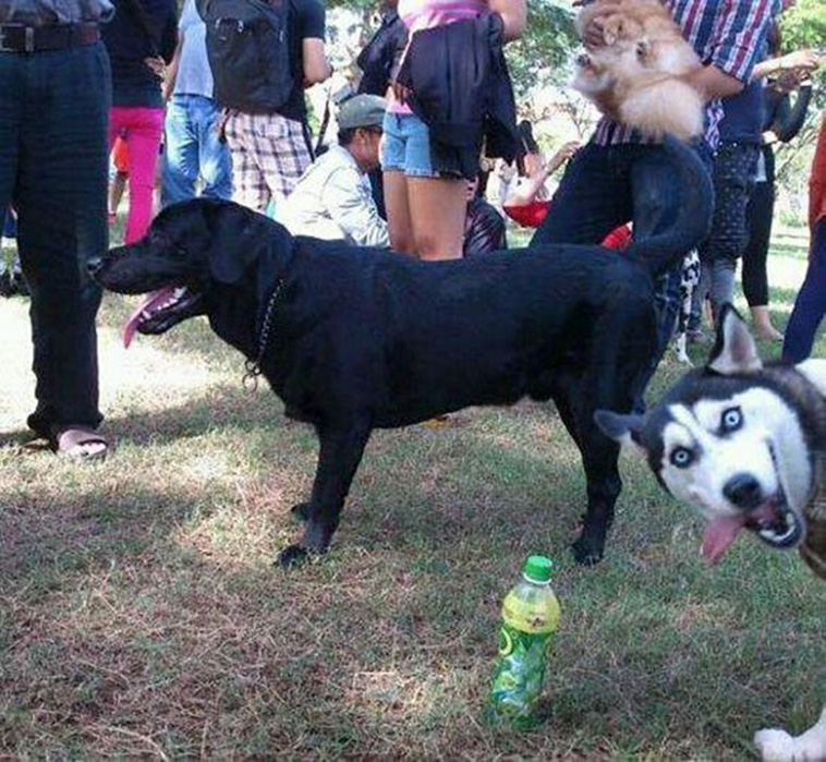 dogs photobombing