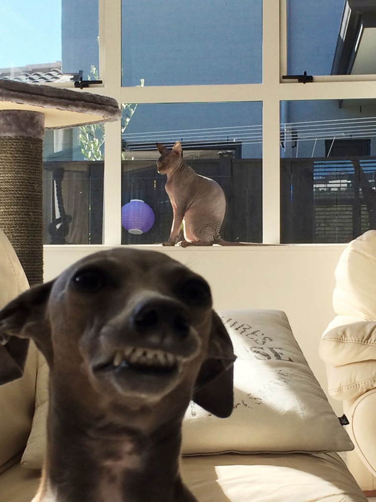dogs photobombing