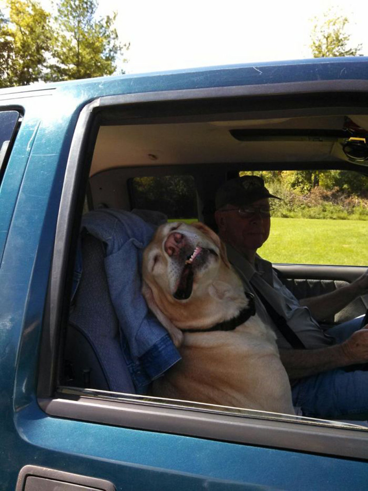 dogs riding cars