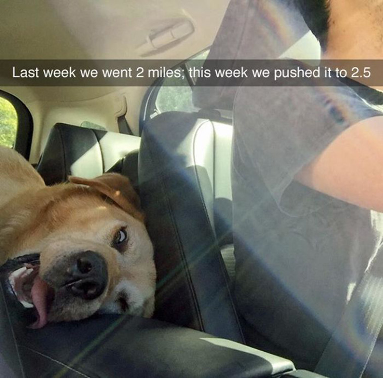 dogs riding cars