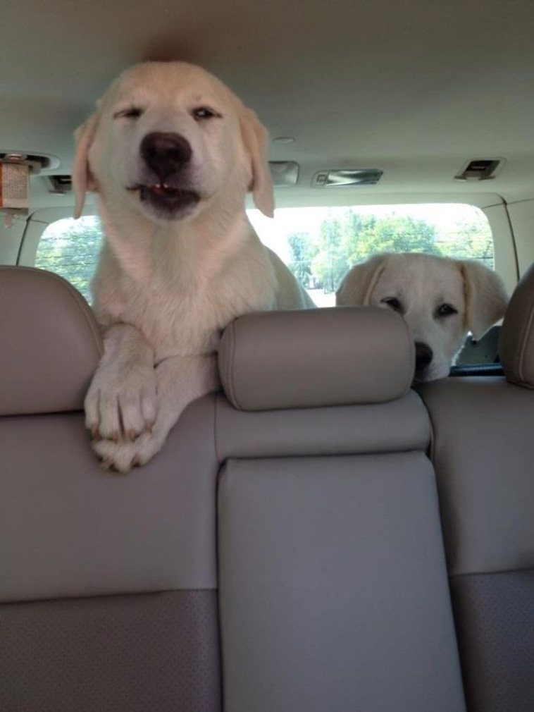funny dogs riding cars
