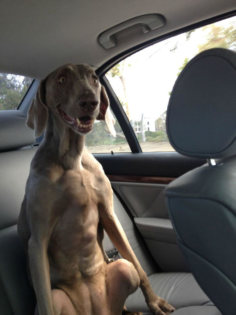 funny dogs riding cars