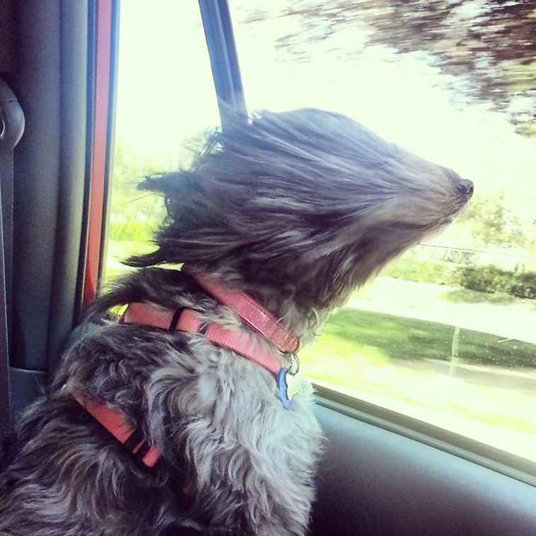 funny dogs riding cars