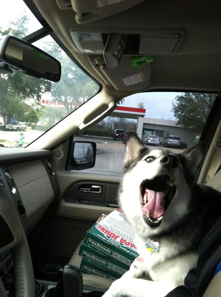 funny dogs riding cars