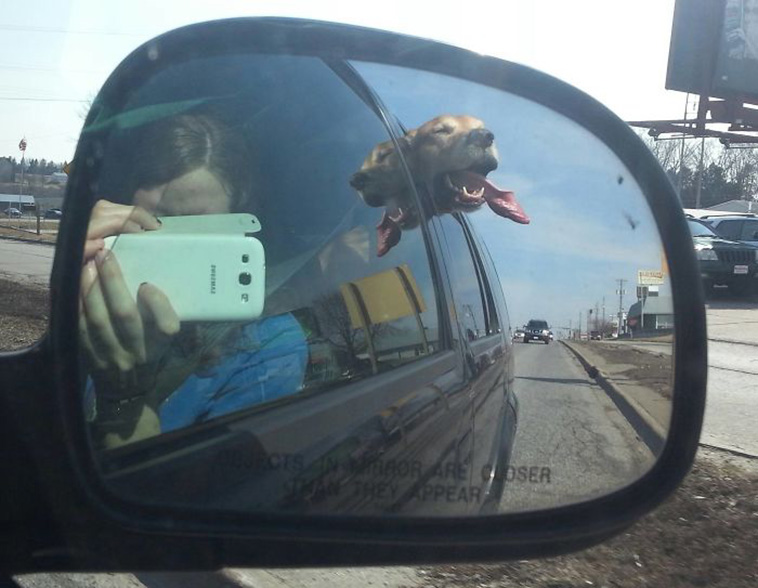 funny dogs riding cars