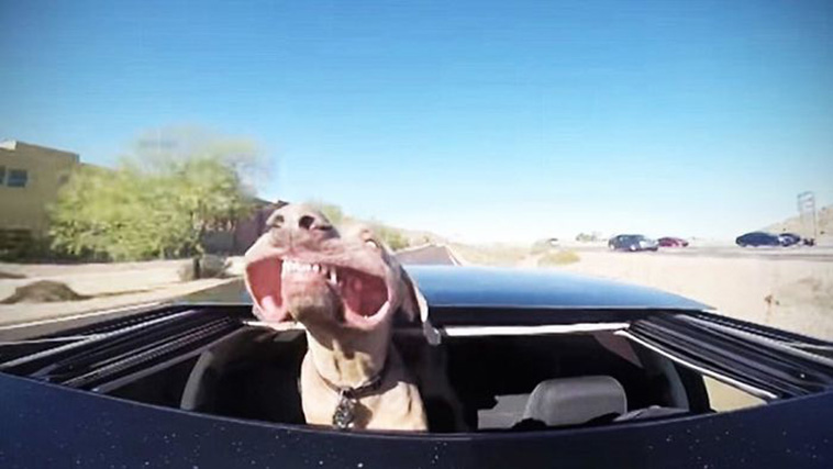 funny dogs riding cars