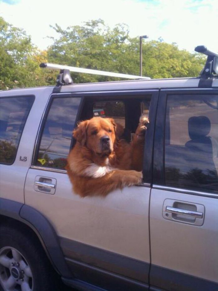 funny dogs riding cars