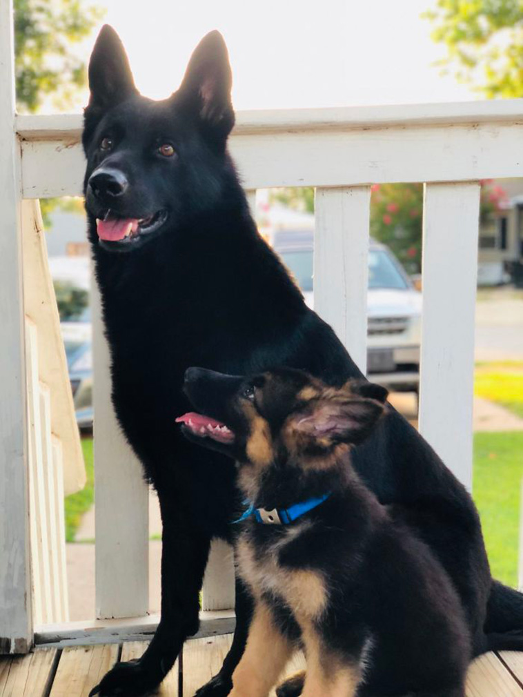cute german shepherds