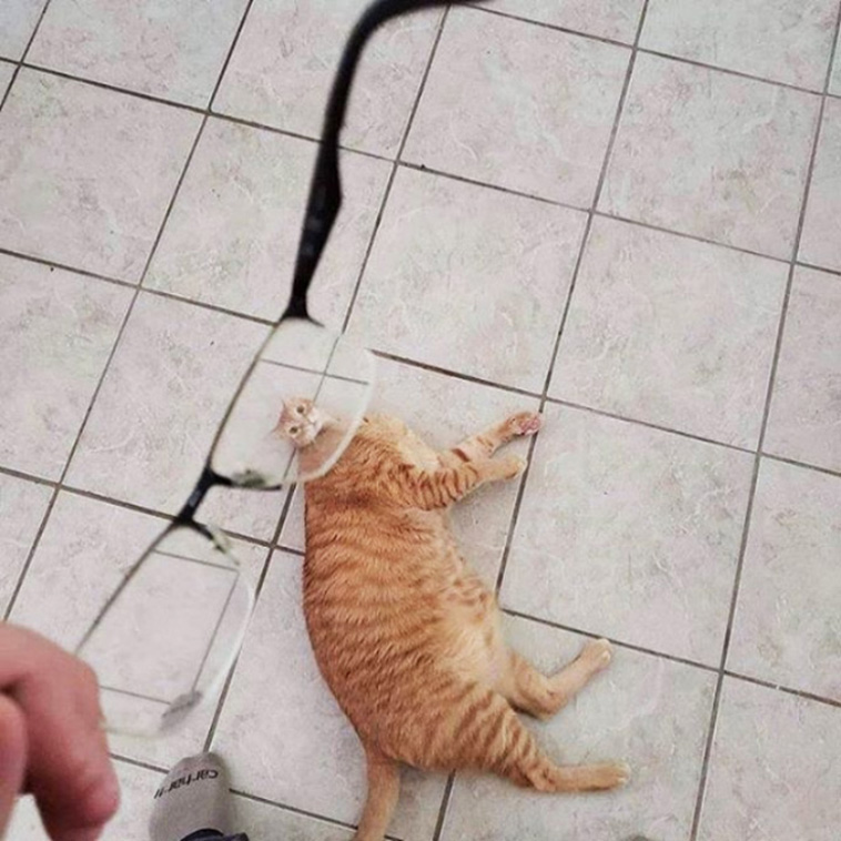 glass vs pets