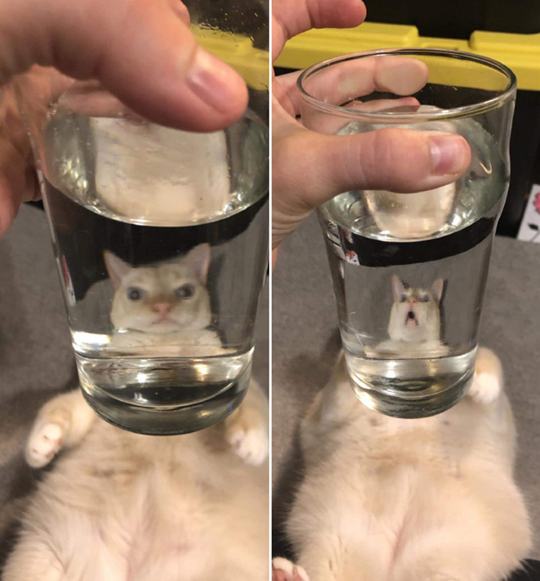 glass vs pets