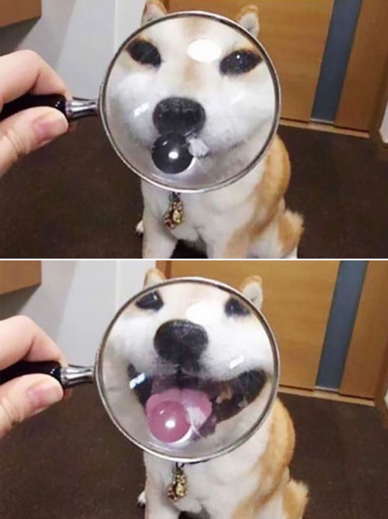 Funny Pet Photos