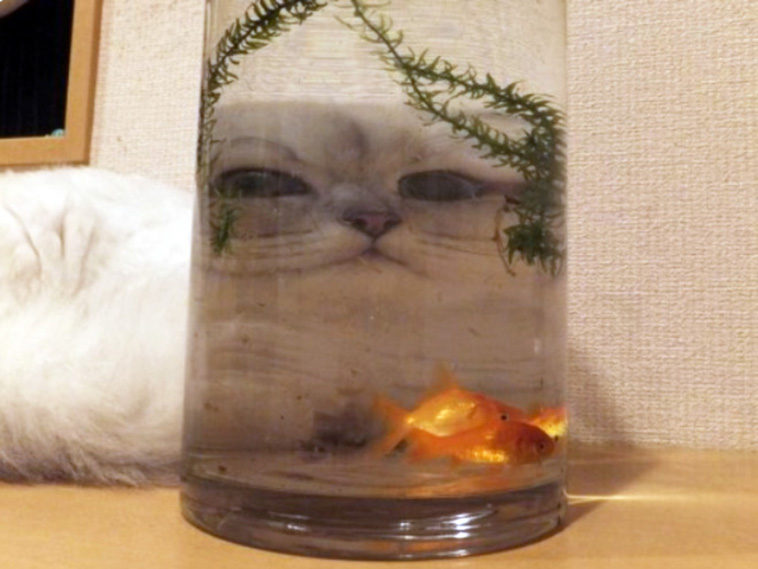 Funny Pet Photos