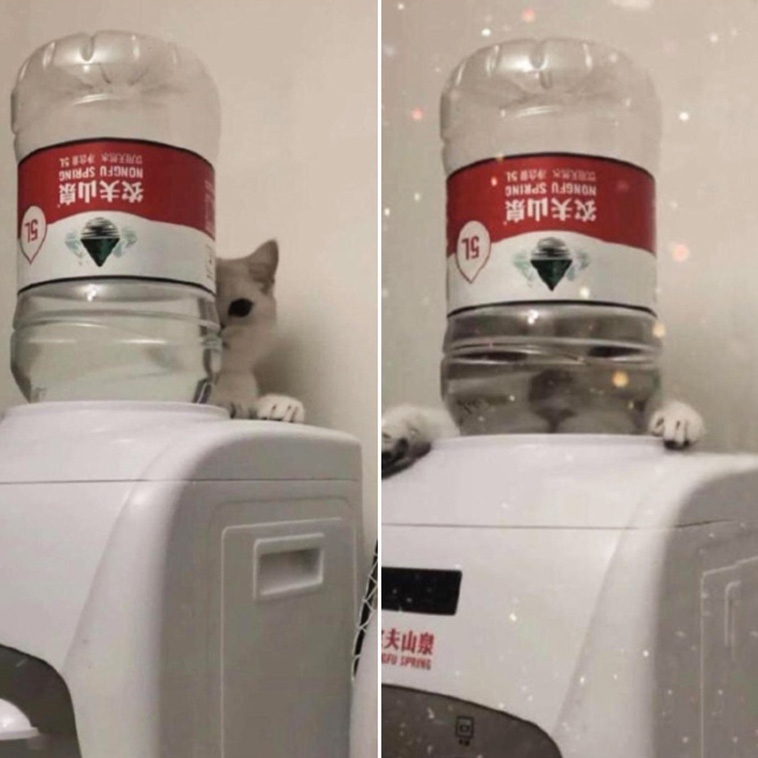 Funny Pet Photos