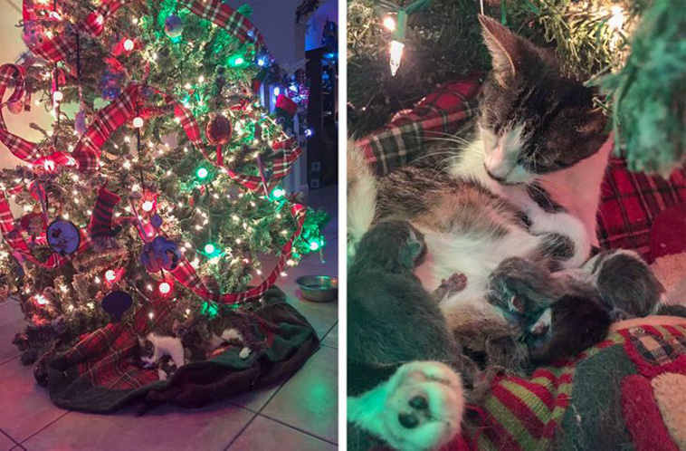 cats surprise