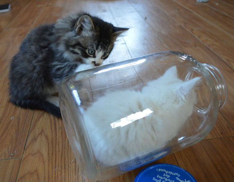 cats surprise