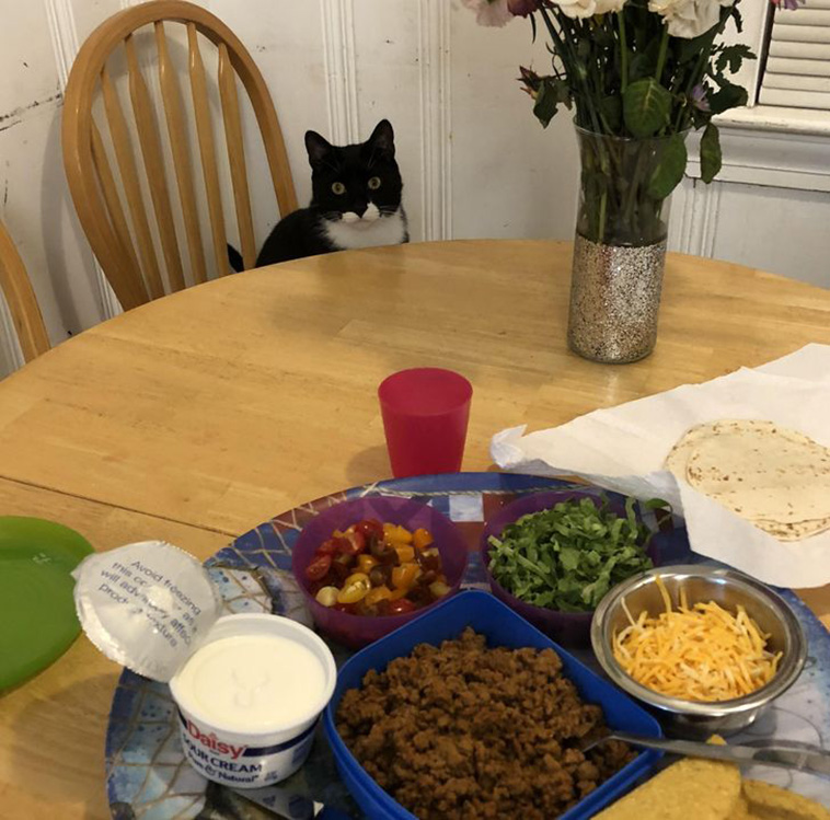 cats surprise