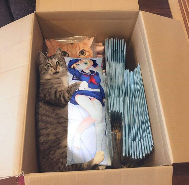 cats surprise