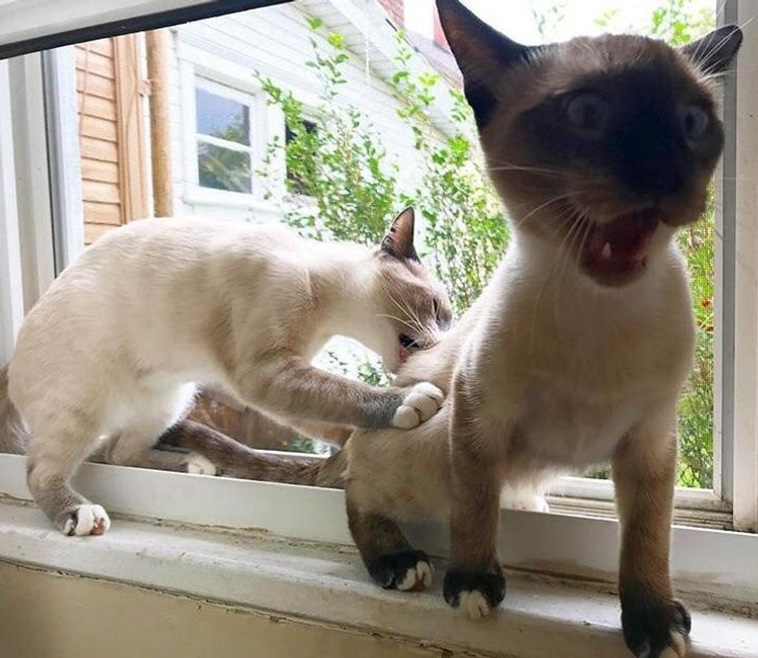 cats surprise