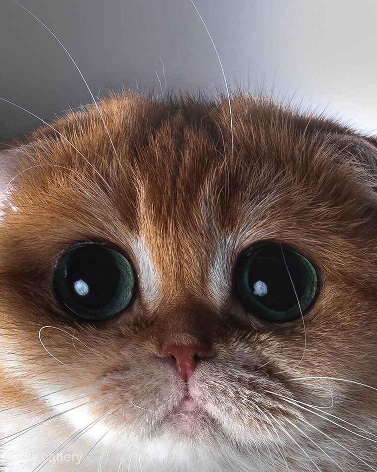 funny cats