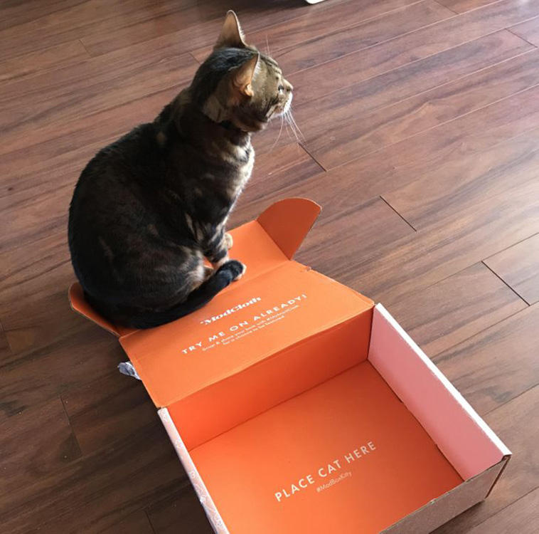 cats surprise