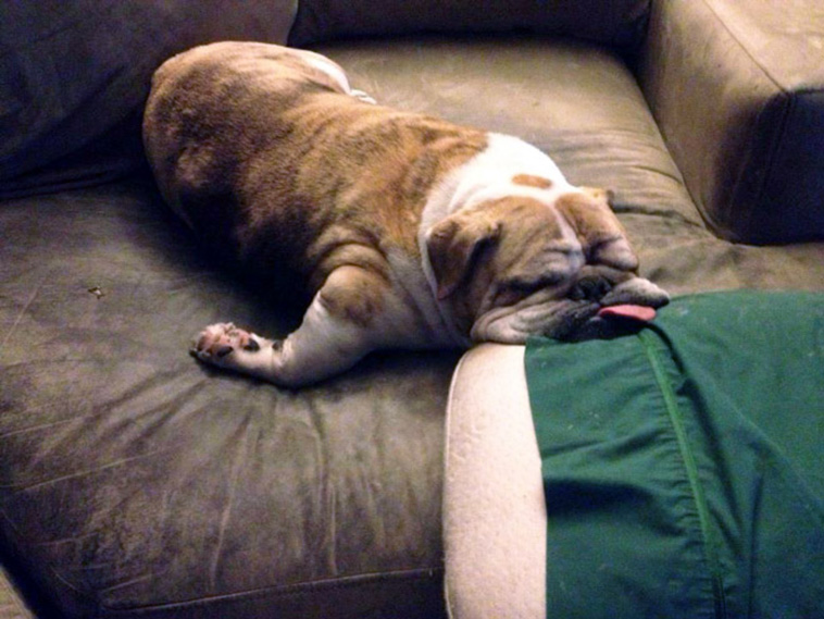 melted animals