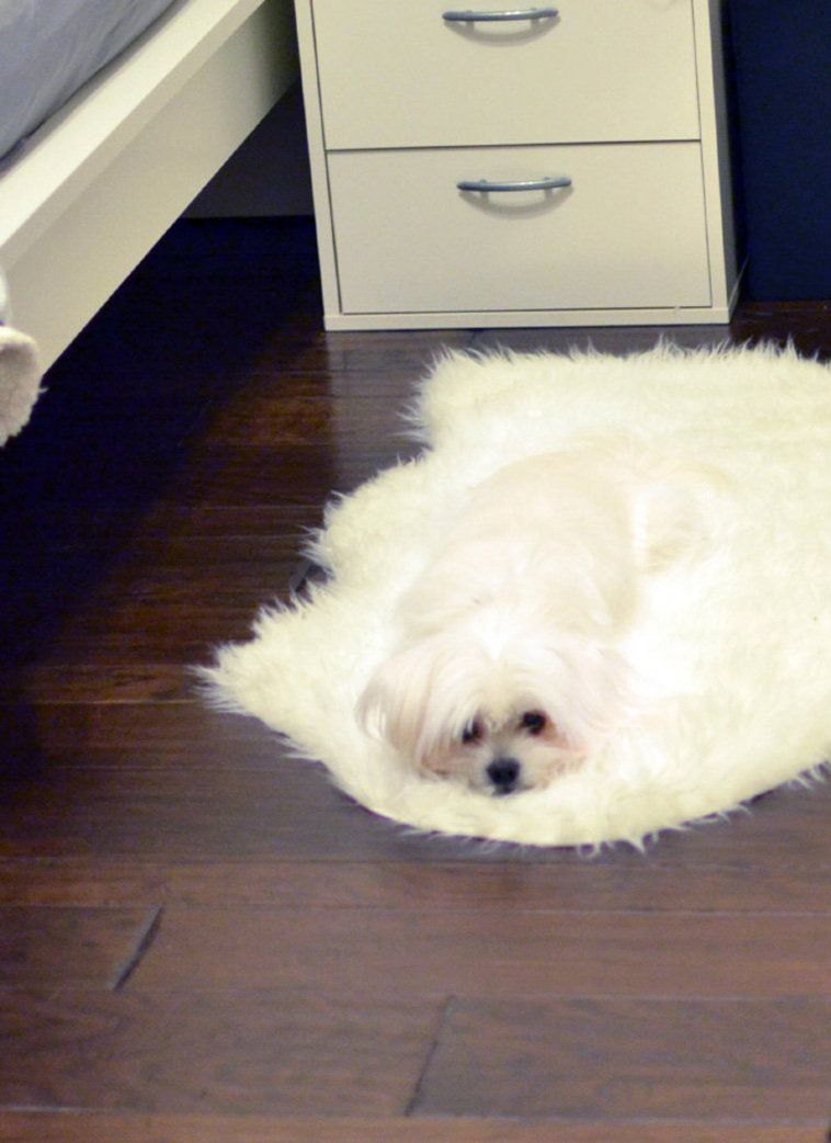 melted animals
