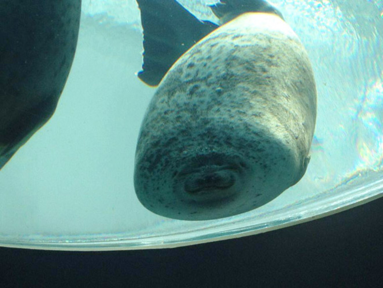 animals melting