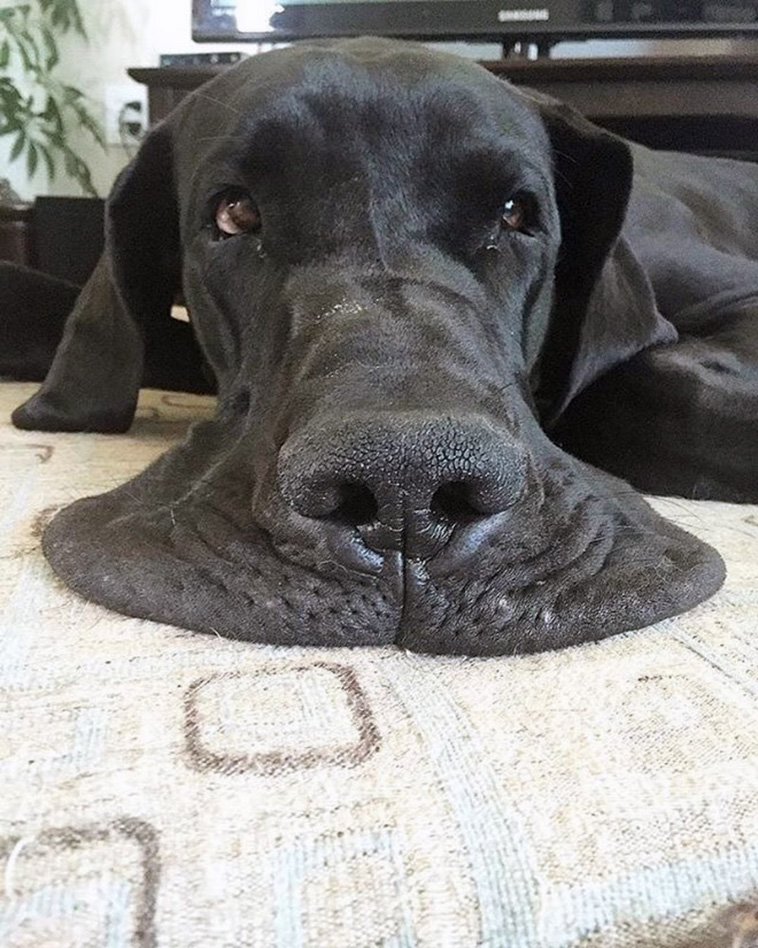 animals melting