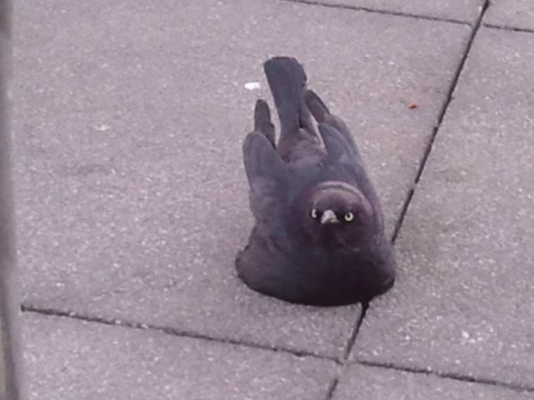 melted animals