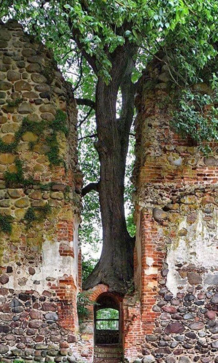 nature wants to live