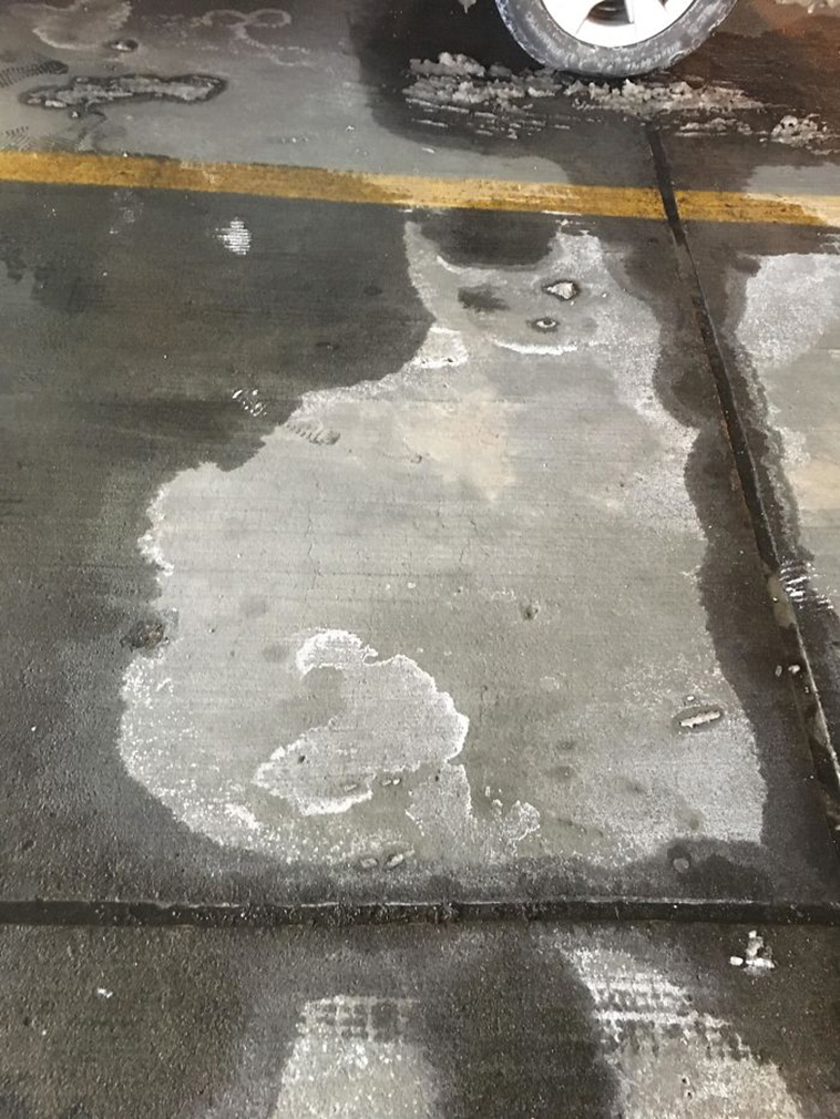 cats random places