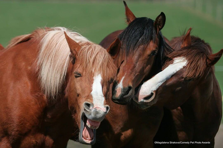  Comedy Pet Photography Awards