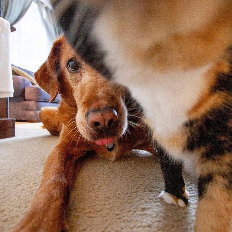  Comedy Pet Photography Awards