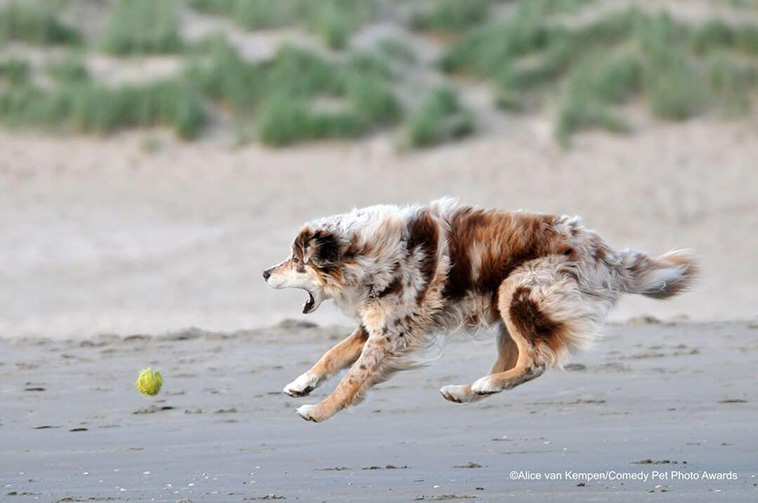 Pet Photography Awards