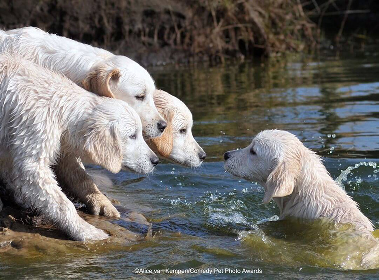  Comedy Pet Photography Awards