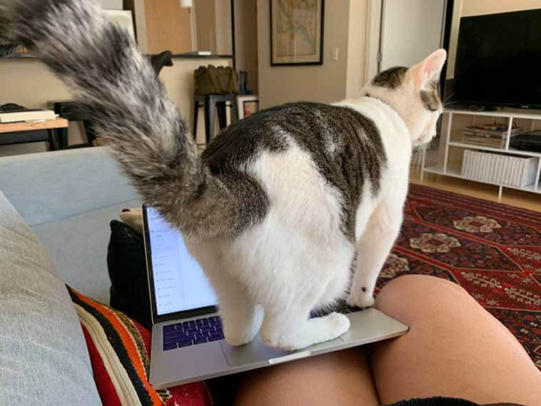 homeoffice with pets