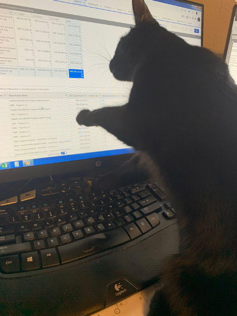 homeoffice with pets