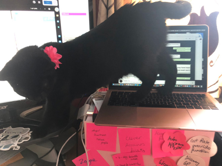 homeoffice with pets