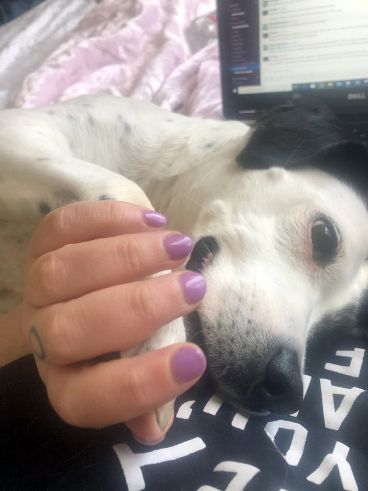 homeoffice with pets