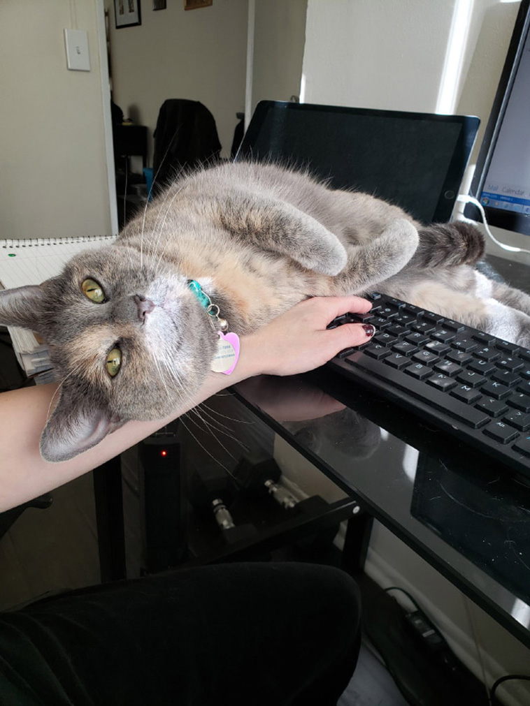 home office with pets