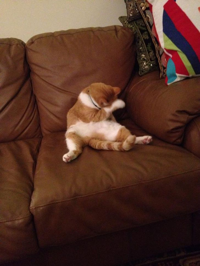 shy pets