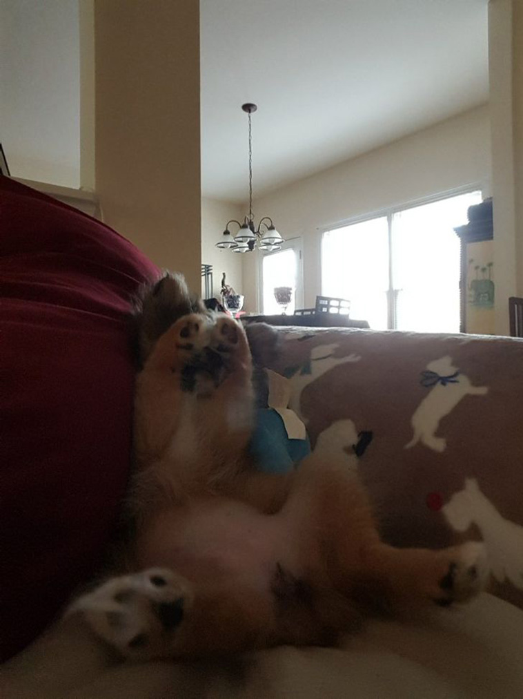 shy pets
