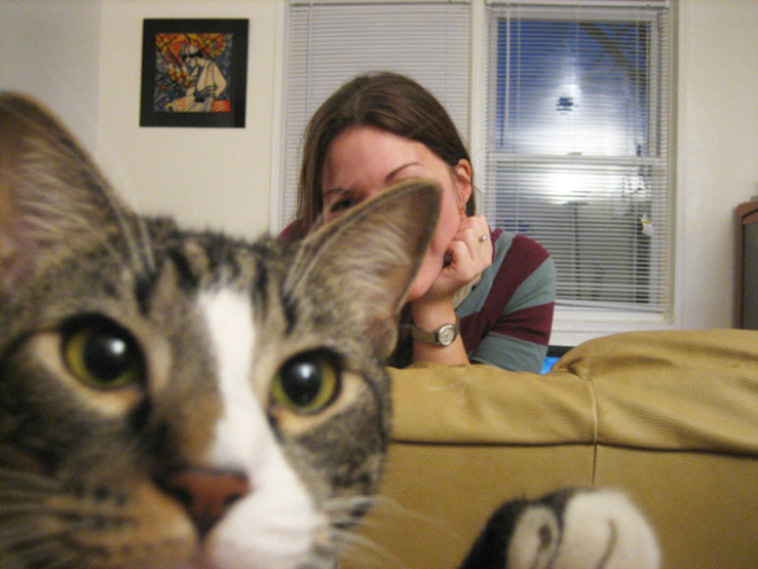 cats photobombing